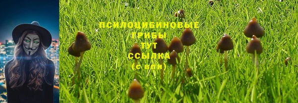 стаф Пересвет